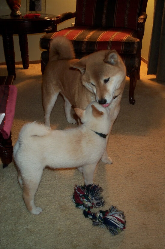 接管,当全黑队遇上F1赛道,久保建英如何定义跨界主宰