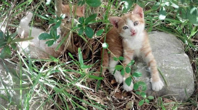 凡尔赛宫的舞者,绿茵场的元帅,格列兹曼如何用一场比赛定义伟大