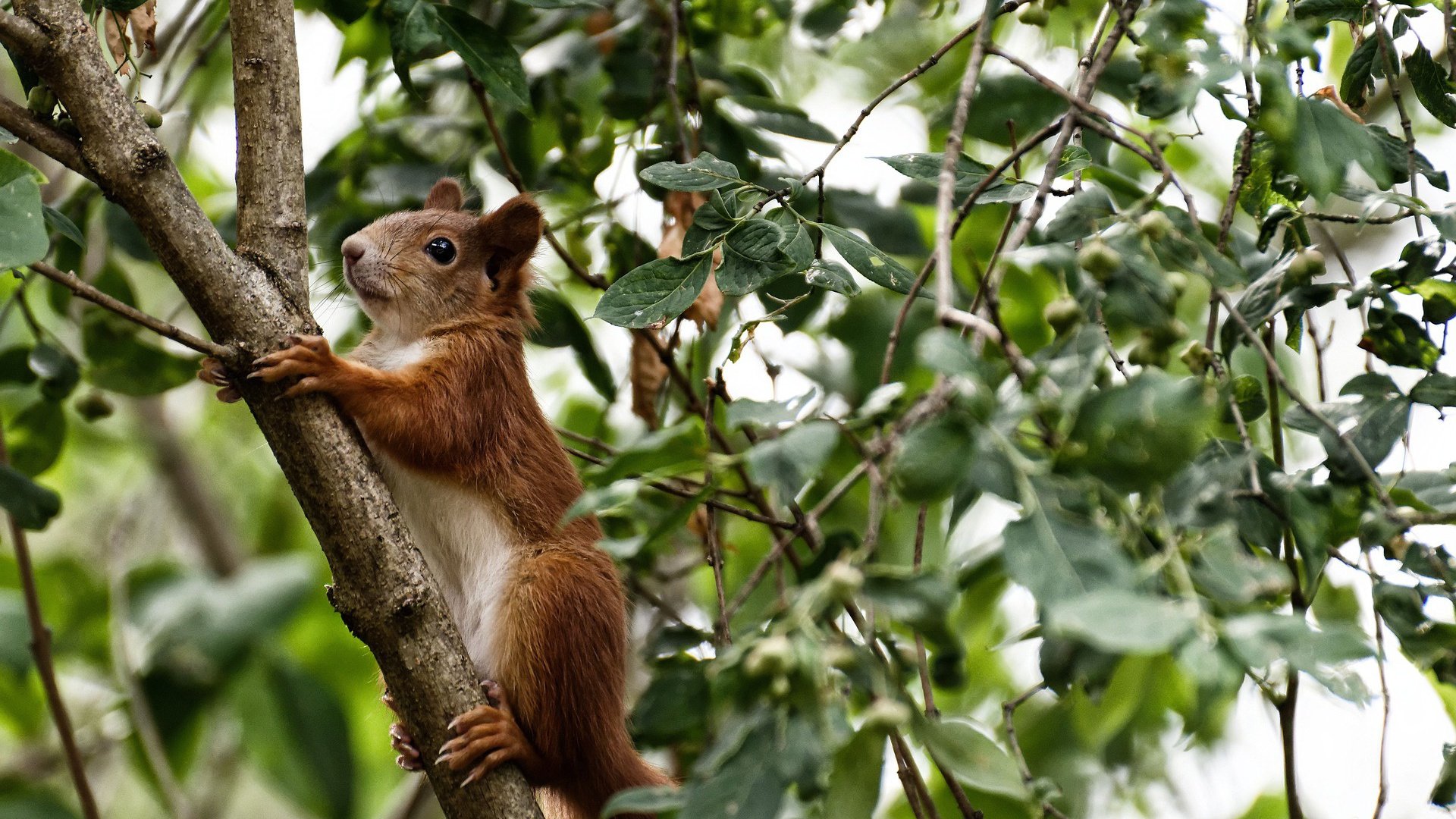 开云体育平台APP-奇兵天降！武切维奇蛰痛绿军，黄蜂客场掀翻联盟第一