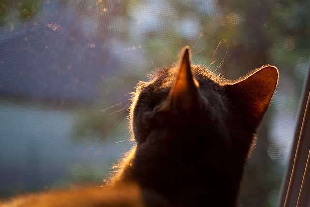 开云sport-明尼苏达的救赎，他们本可以沉默地死去，却选择咆哮着重生