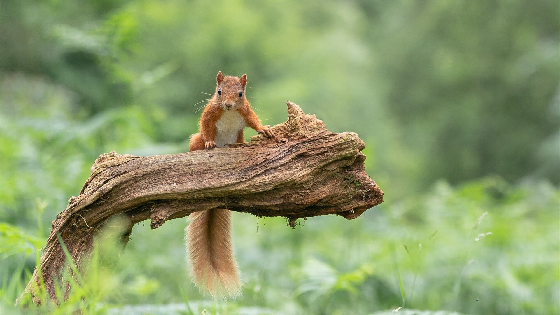蒂亚戈大师级调度！尼斯3-1洪都拉斯，中场核心完美演绎攻防艺术