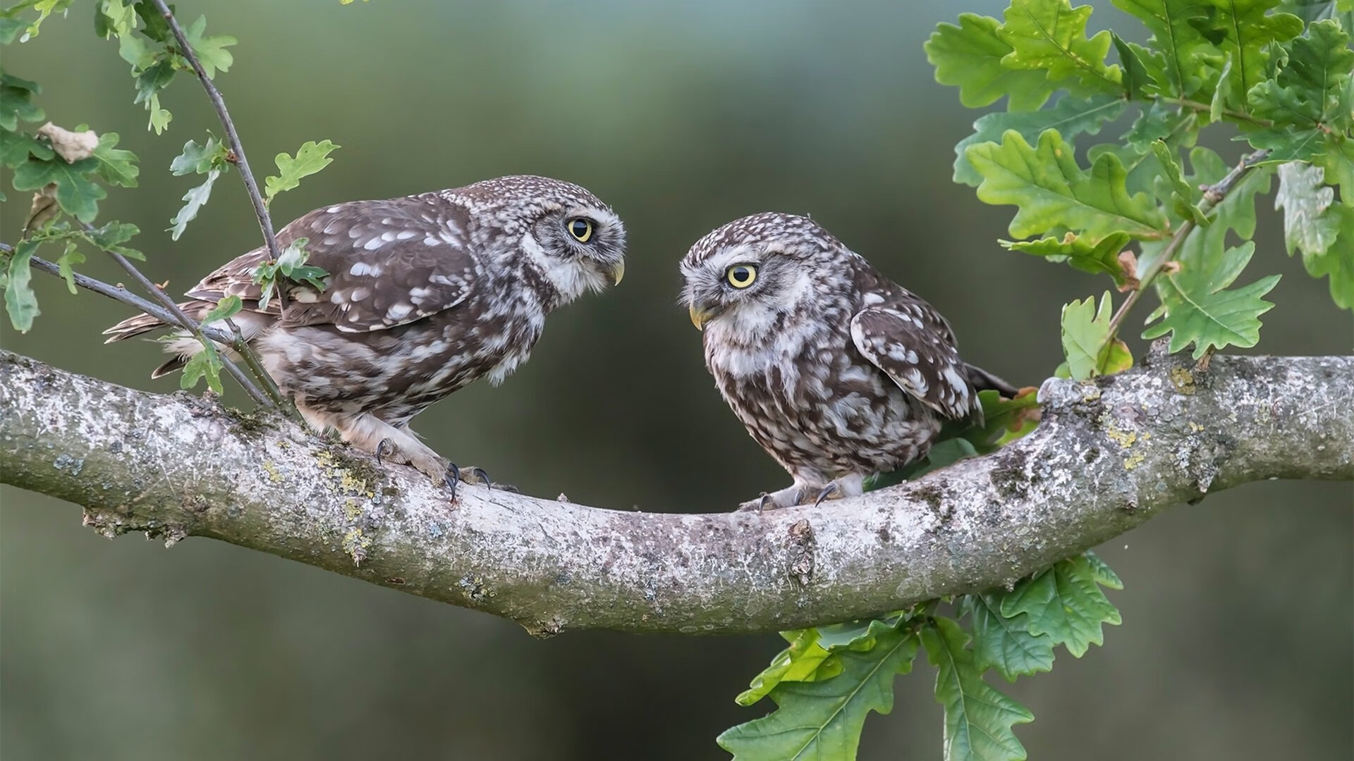 东瀛尤文,富安健洋一夫当关,日本队稳健拿下伊拉克