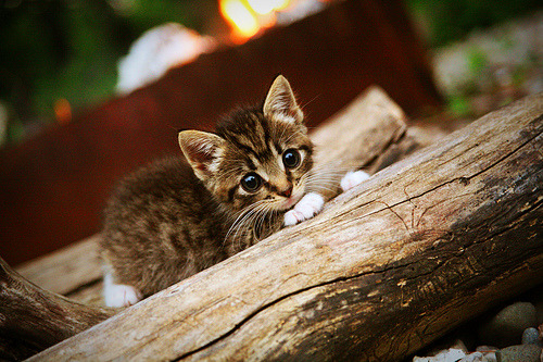 开云体育2026-铁血防守与灵光一闪，尤文图斯轻取智利豪门晋级在望