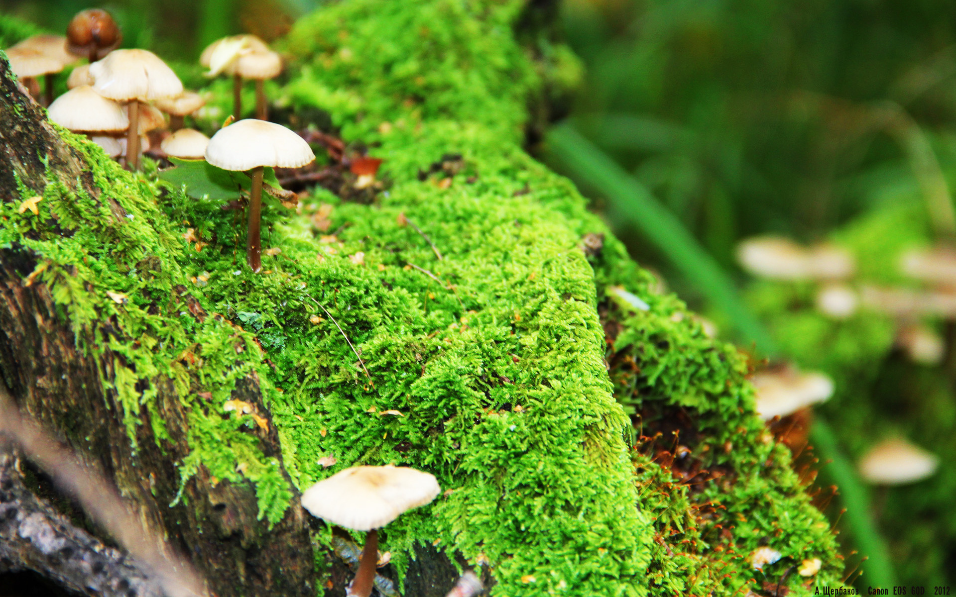 开云体育-加速在最后一弯，当小贾伦在F1的争冠硝烟中爆冷接管比赛