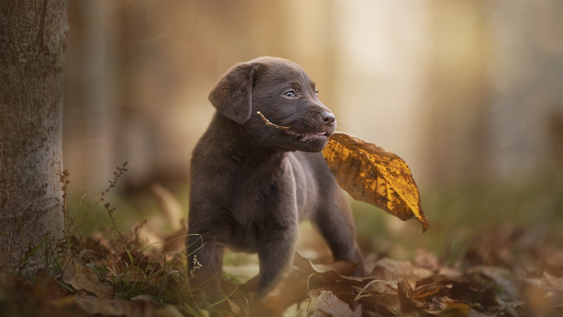 最后一圈的转机,策略师蒂亚戈的无声胜利