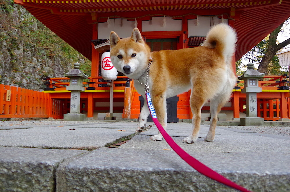 开云体育app-赛道双雄，当湖人血战高原，杜兰特接管银石雨战