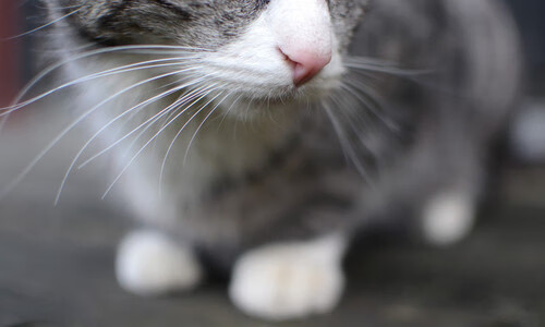 开云sport-23场不败神话终结！安哥拉击败沙特，布雷默的惊天一击改写历史