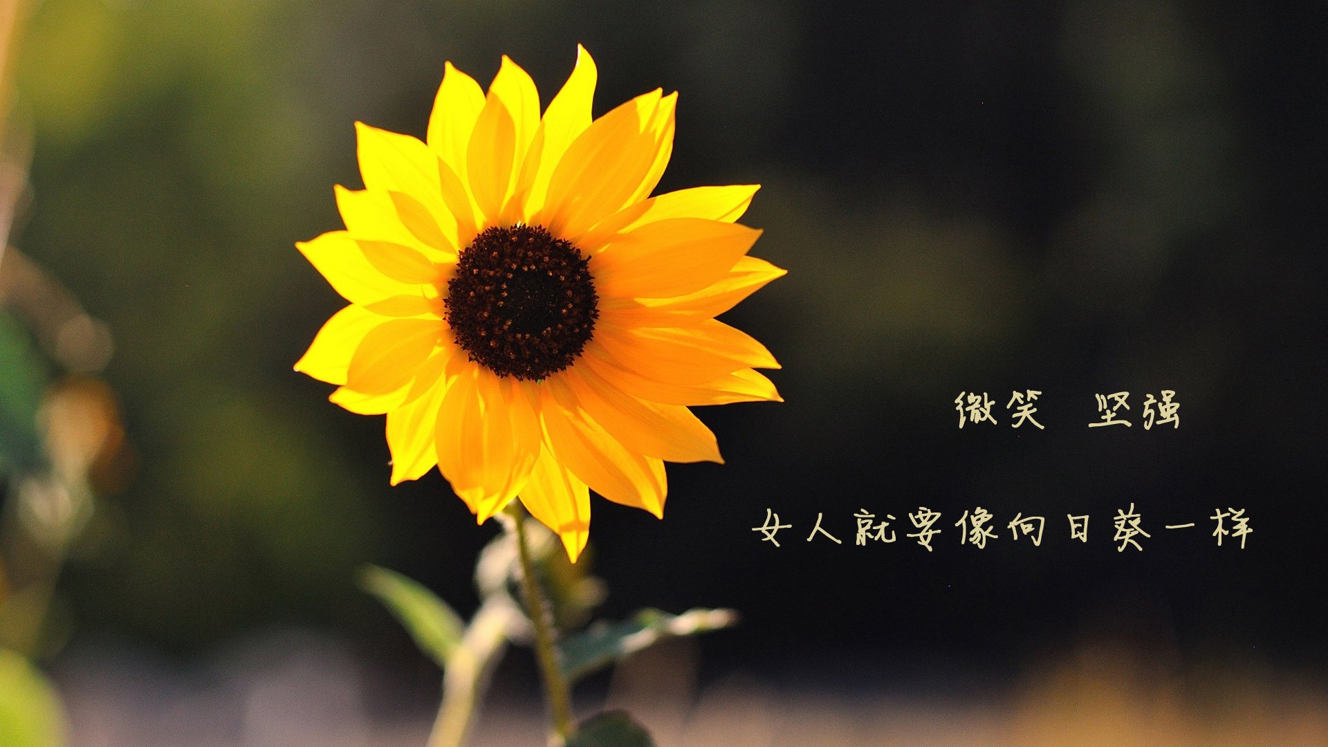 开云体育APP下载-北欧战车碾过南亚之梦，巴雷拉用一场横扫，为2026世界杯写下最残酷的足球辩证法